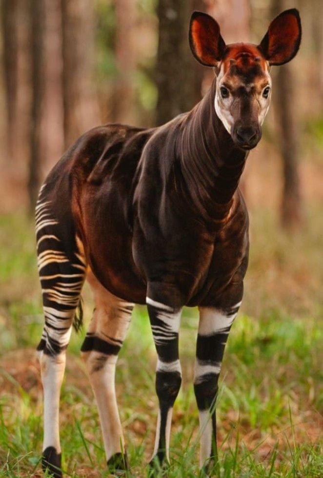 L'Okapi, un animal rare et mystérieux